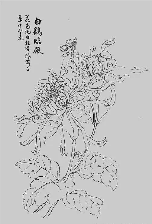 白描菊花,值得收藏!