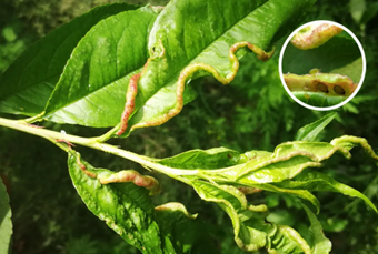 警惕桃瘤蚜为害!怎么办?几招有效防治