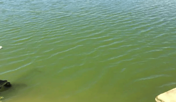 虾塘蓝藻的爆发原因?水产养殖蓝藻治理方案,这篇文章说清了