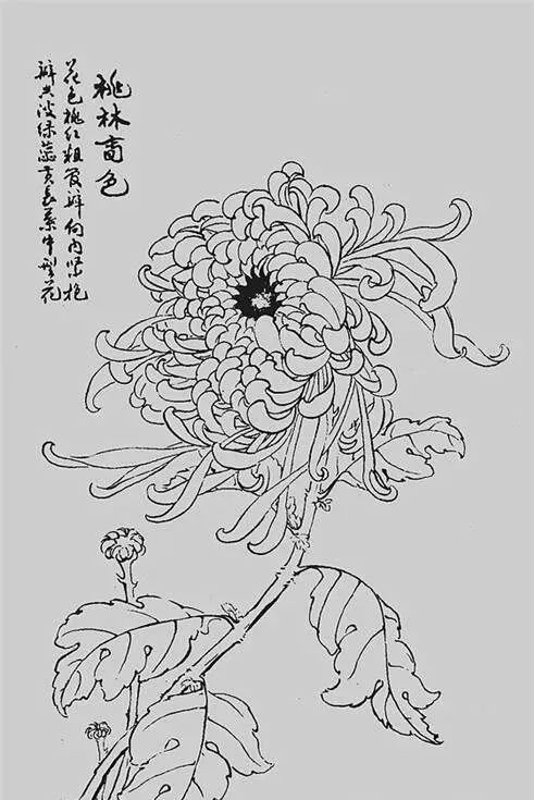 白描菊花,值得收藏!