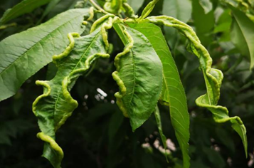 警惕桃瘤蚜为害!怎么办?几招有效防治