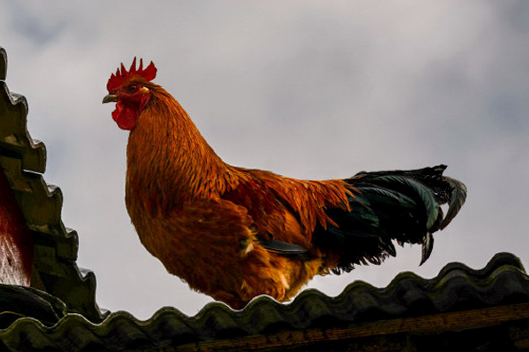 回顾:公鸡在蜈蚣面前的段位有多高?蜈蚣身为五毒之一却毒不死公鸡