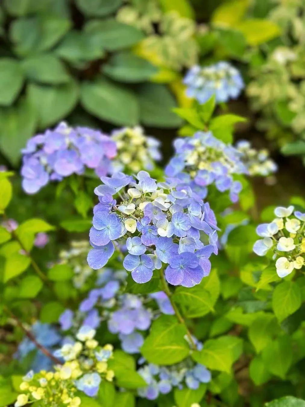 紫色海洋中舞动,美丽紫阳花在路边坚韧的绽放