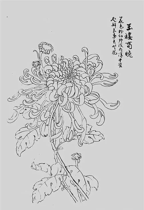 白描菊花,值得收藏!