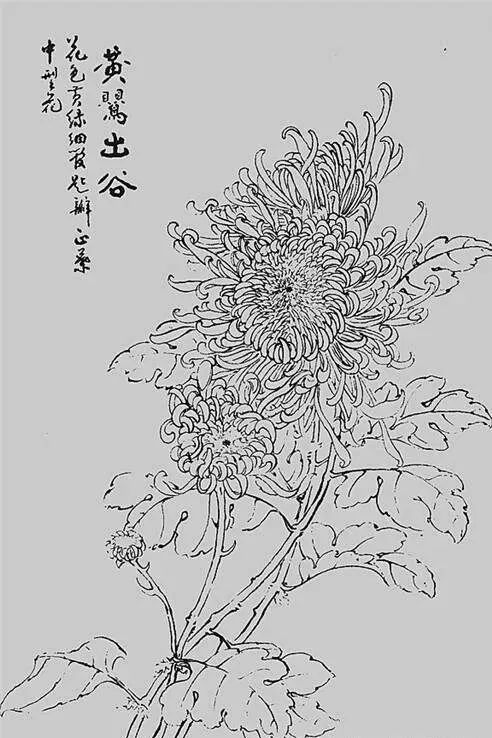 白描菊花,值得收藏!