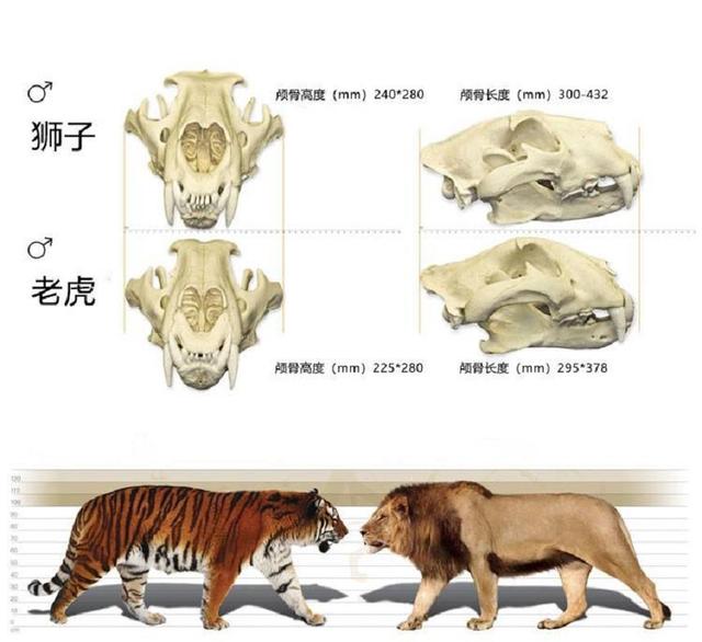 回顾:狮子和老虎年迈之后,命运截然不同,这到底是不是真的?