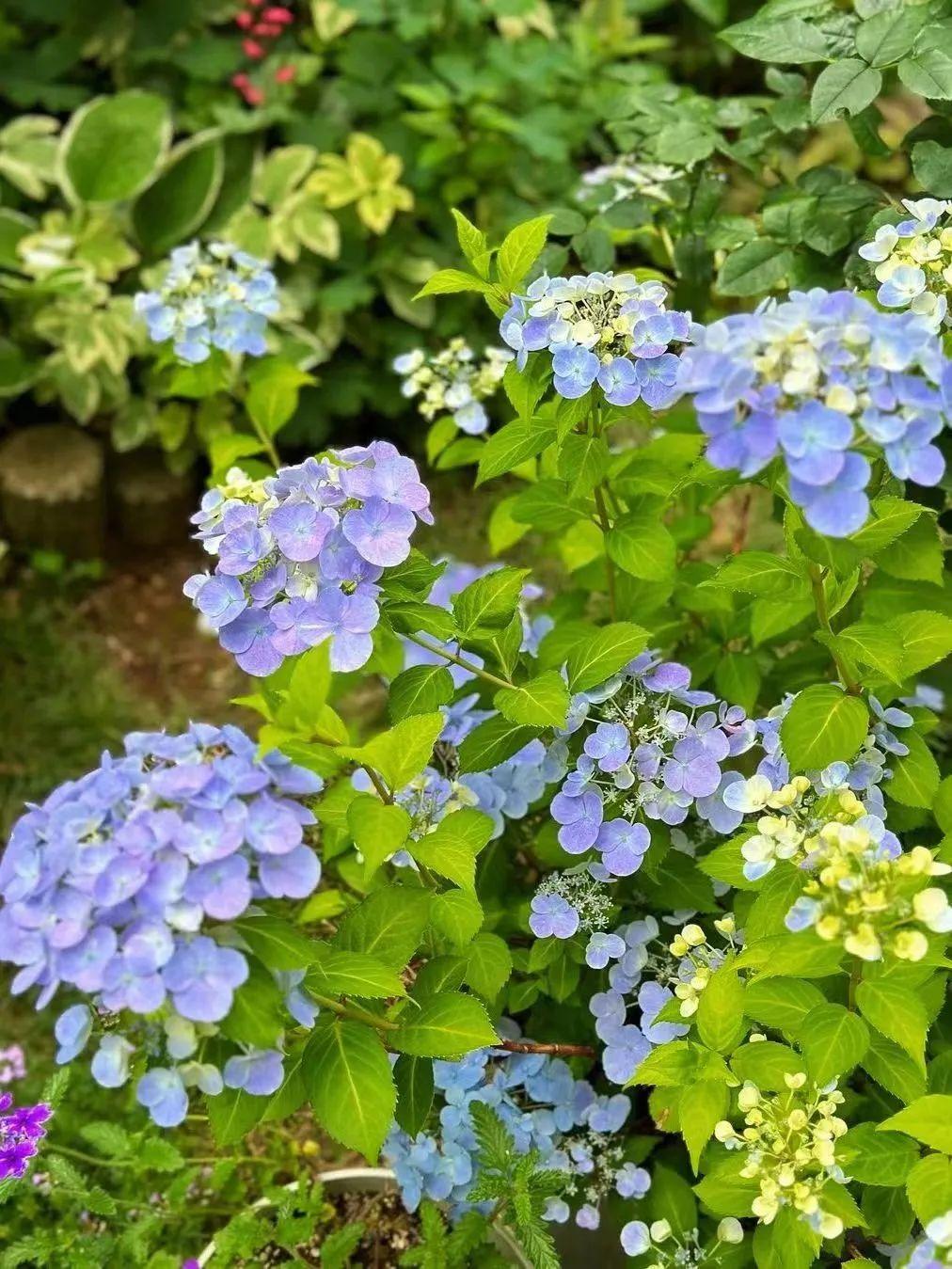 紫色海洋中舞动,美丽紫阳花在路边坚韧的绽放