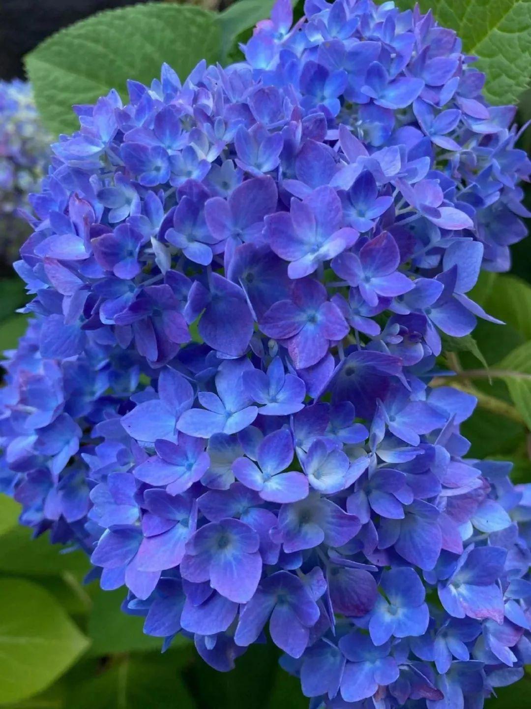 紫色海洋中舞动,美丽紫阳花在路边坚韧的绽放