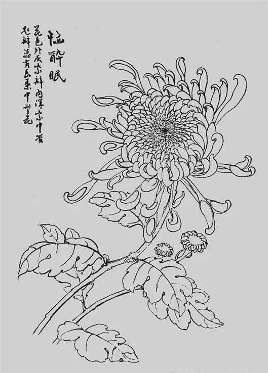 白描菊花,值得收藏!