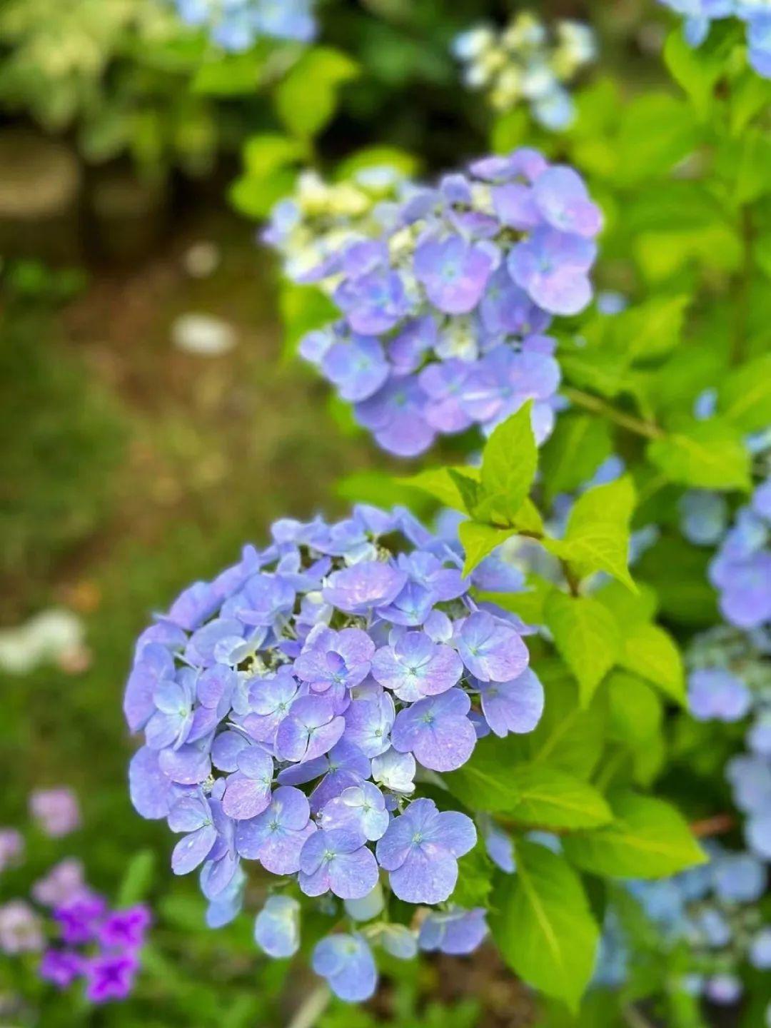 紫色海洋中舞动,美丽紫阳花在路边坚韧的绽放