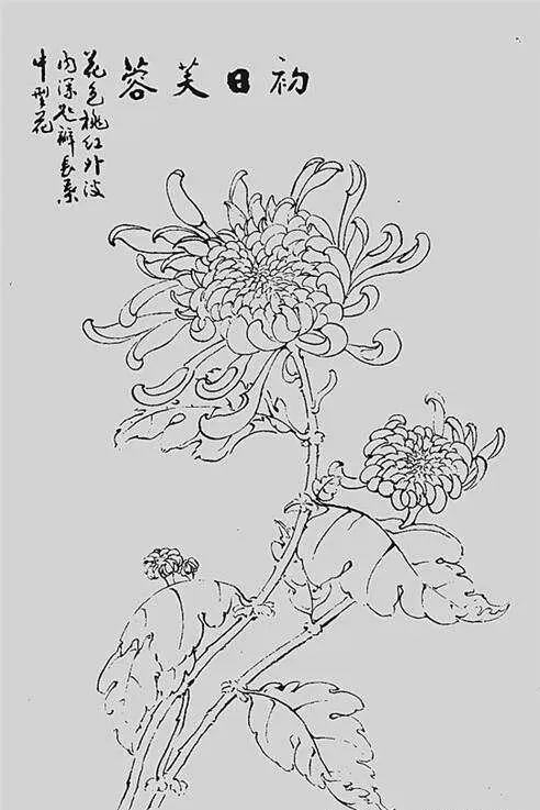 白描菊花,值得收藏!