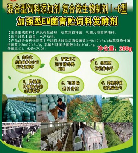 青贮玉米秸秆饲养牛羊,适口性好,营养丰富,牛羊喜食