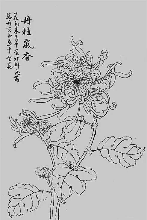 白描菊花,值得收藏!