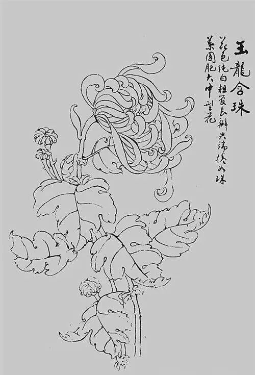 白描菊花,值得收藏!