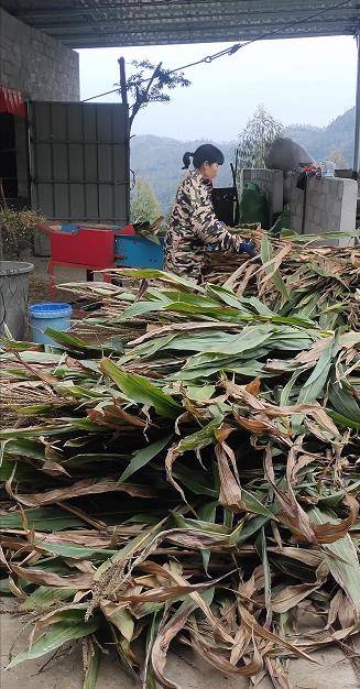 青贮玉米秸秆饲养牛羊,适口性好,营养丰富,牛羊喜食
