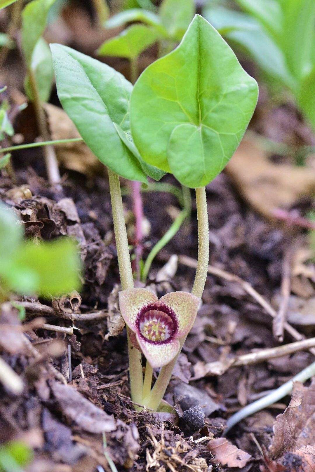 珍贵植物细辛,老人称之为"山人参",有小毒莫误食,认识它吗?