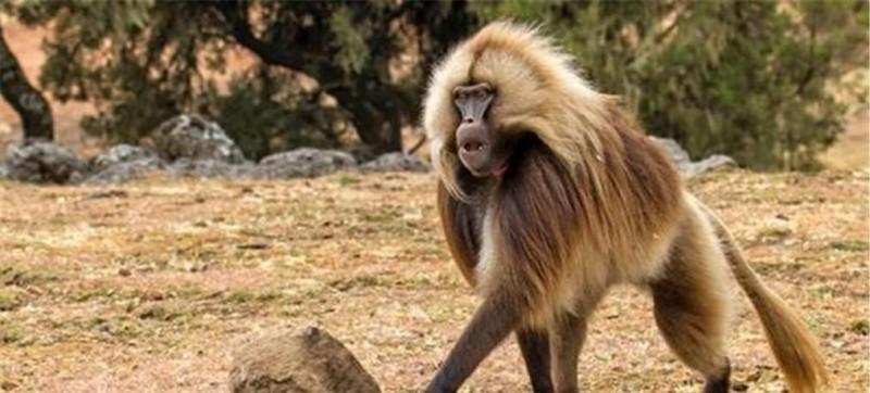 1984年美国母亲为初生女儿移植狒狒心脏,最后怎样了