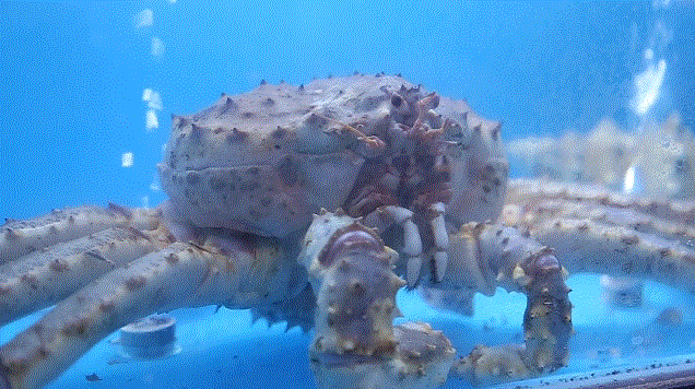 回顾:为何说每吃一只帝王蟹,都是在为"拯救世界"作贡献?