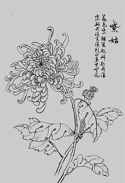 菊花茶饮料简笔画图片