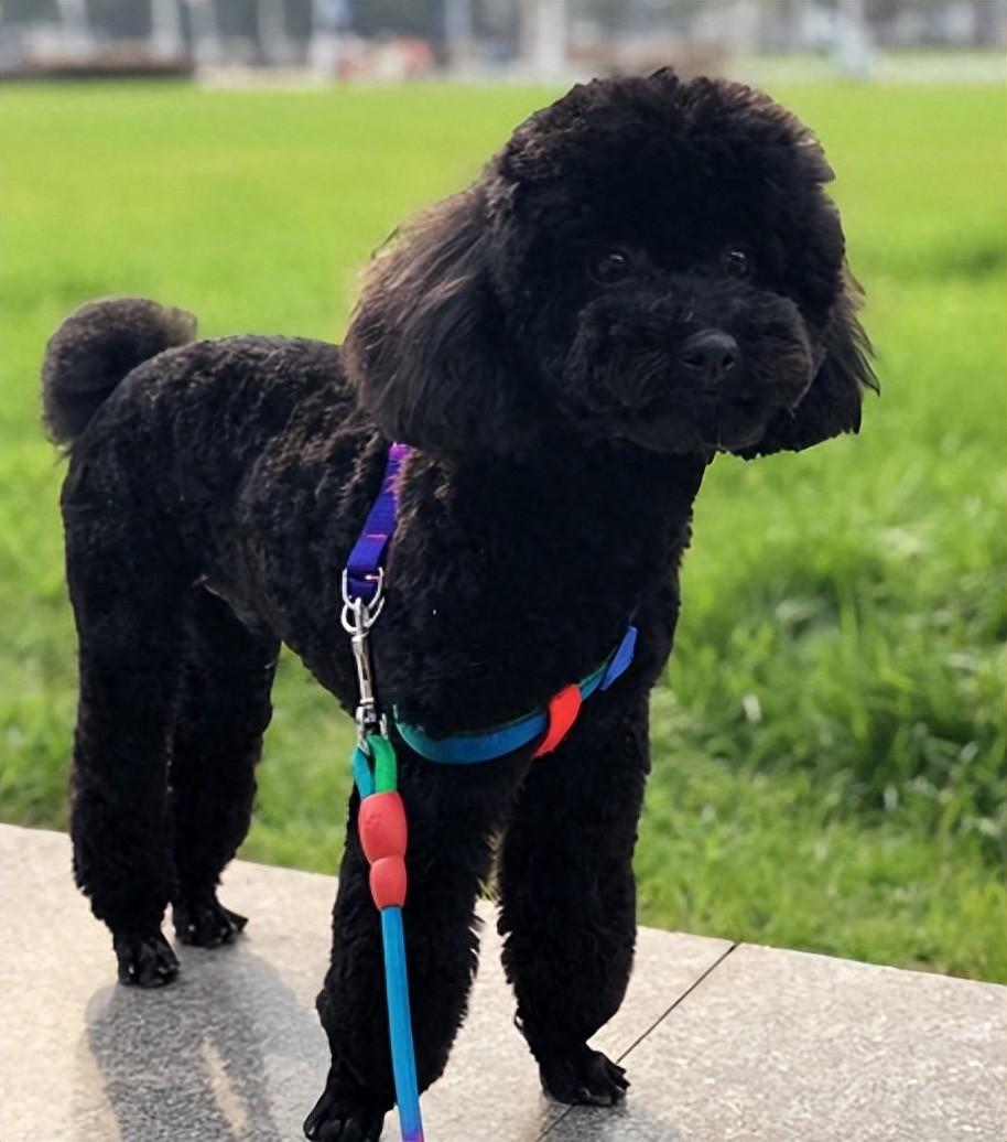 为什么不建议养"黑泰迪"?这7点你要知道!