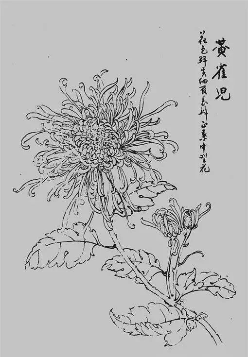 白描菊花,值得收藏!