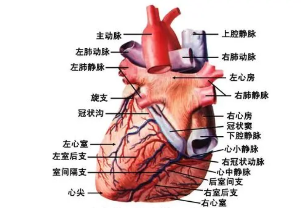 折纸毒液教学图片