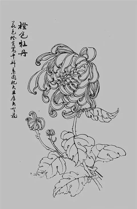 白描菊花,值得收藏!