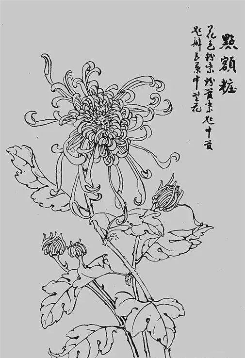 白描菊花,值得收藏!