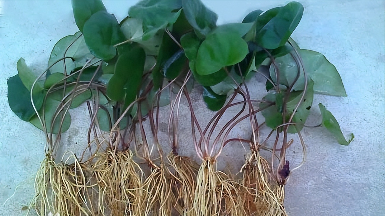 珍贵植物细辛,老人称之为"山人参",有小毒莫误食,认识它吗?