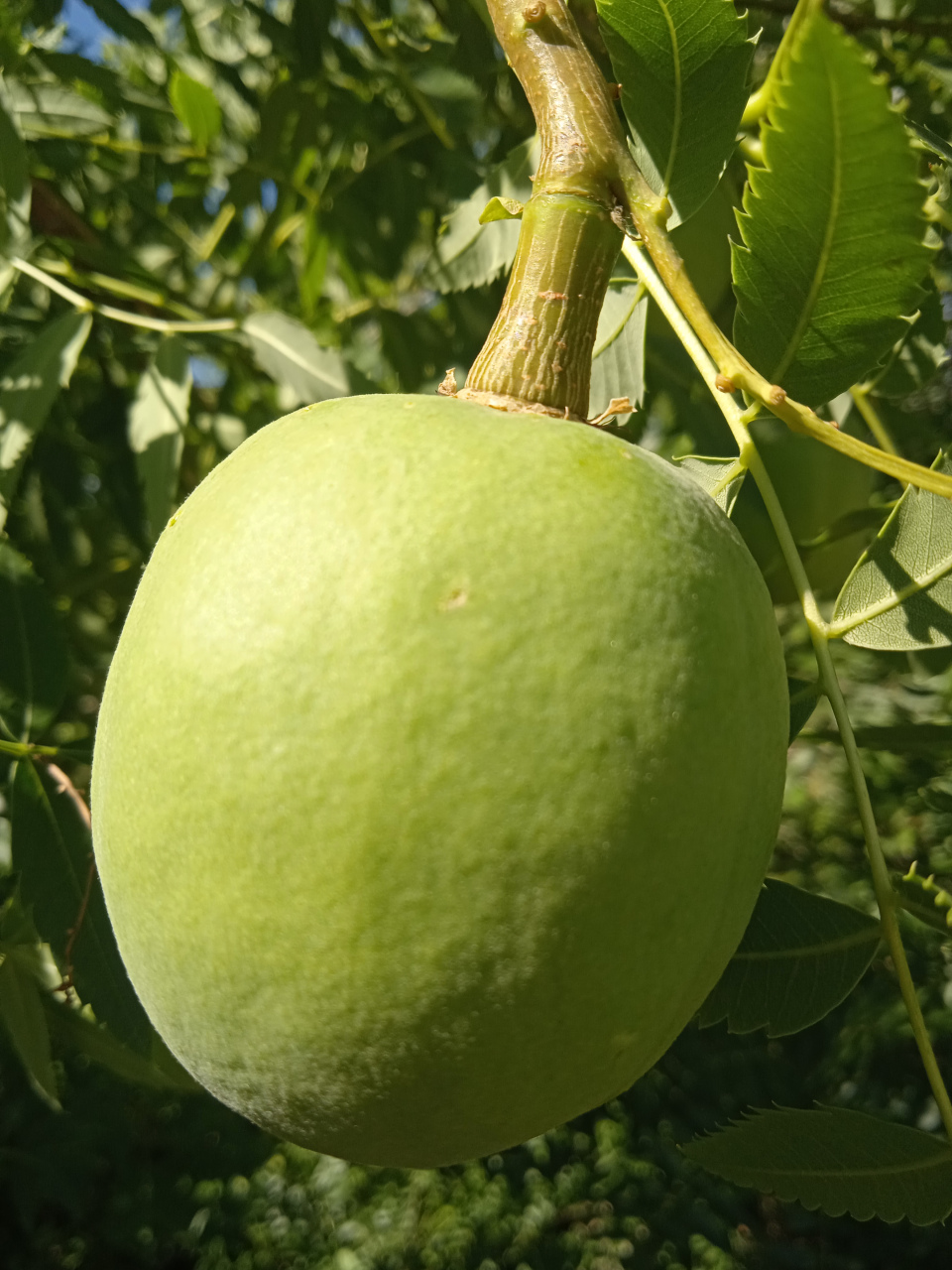 这叫文冠果,不能吃,里面的种子可以榨油,但出油率不高,没啥利用价值