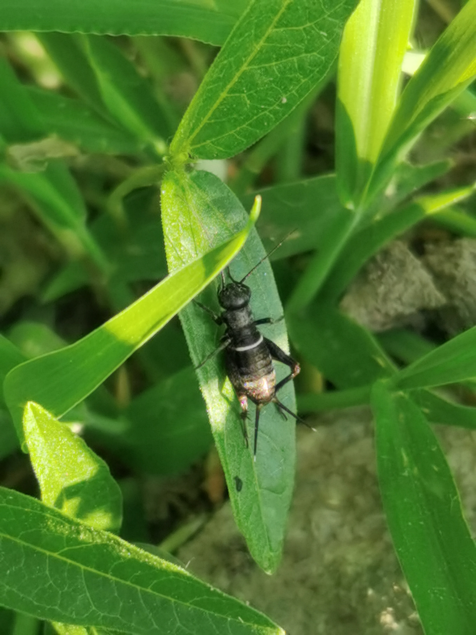 今年小园的黑蚂蚱比较多