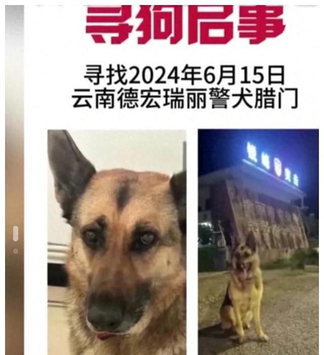 突发!云南瑞丽一警犬被偷,派出所回应证明,网友评论笑发财了