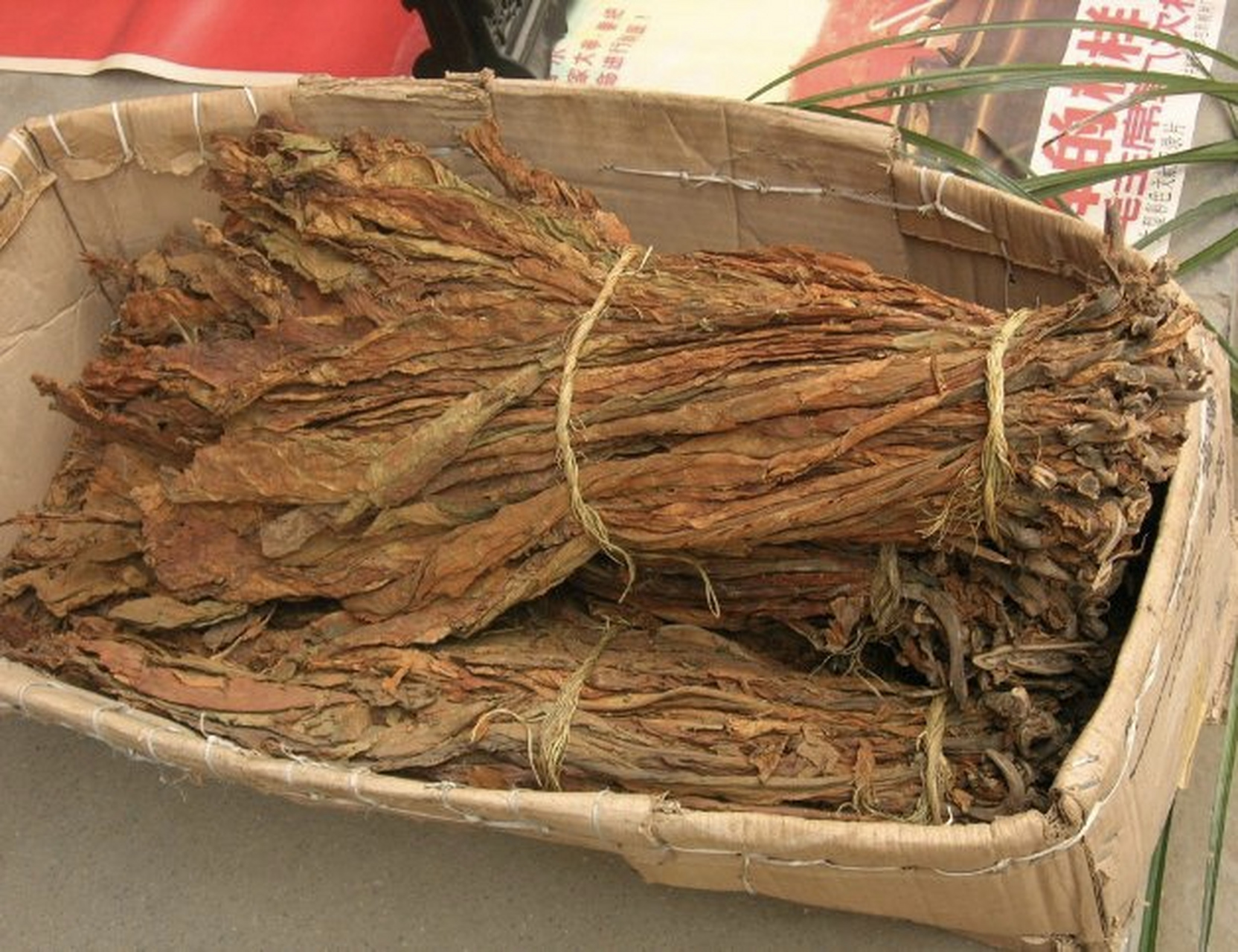 烟叶你看它长的叶子肥大,绿油油的,似乎很嫩,其实它上面是有一层油腻