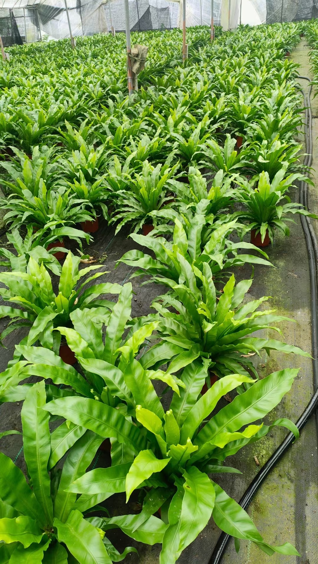 鸟巢蕨是一种具有独特魅力和丰富价值的植物,以下是对鸟巢蕨的详细