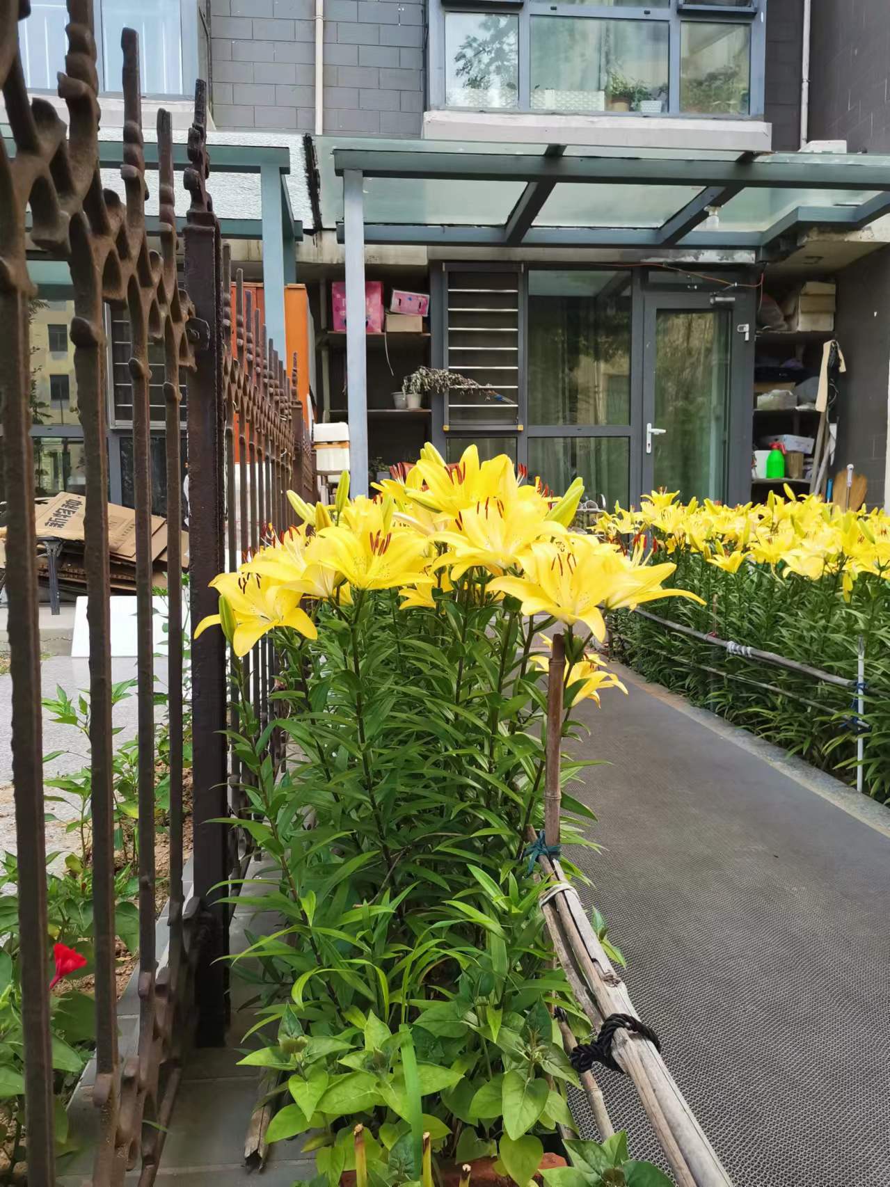 图片欣赏,金黄色的百合花(一)