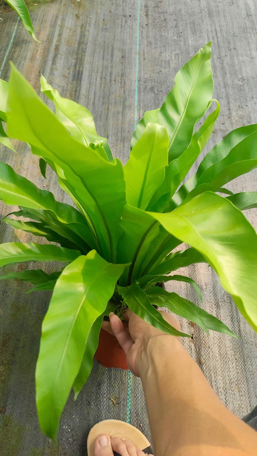 鸟巢蕨是一种具有独特魅力和丰富价值的植物,以下是对鸟巢蕨的详细