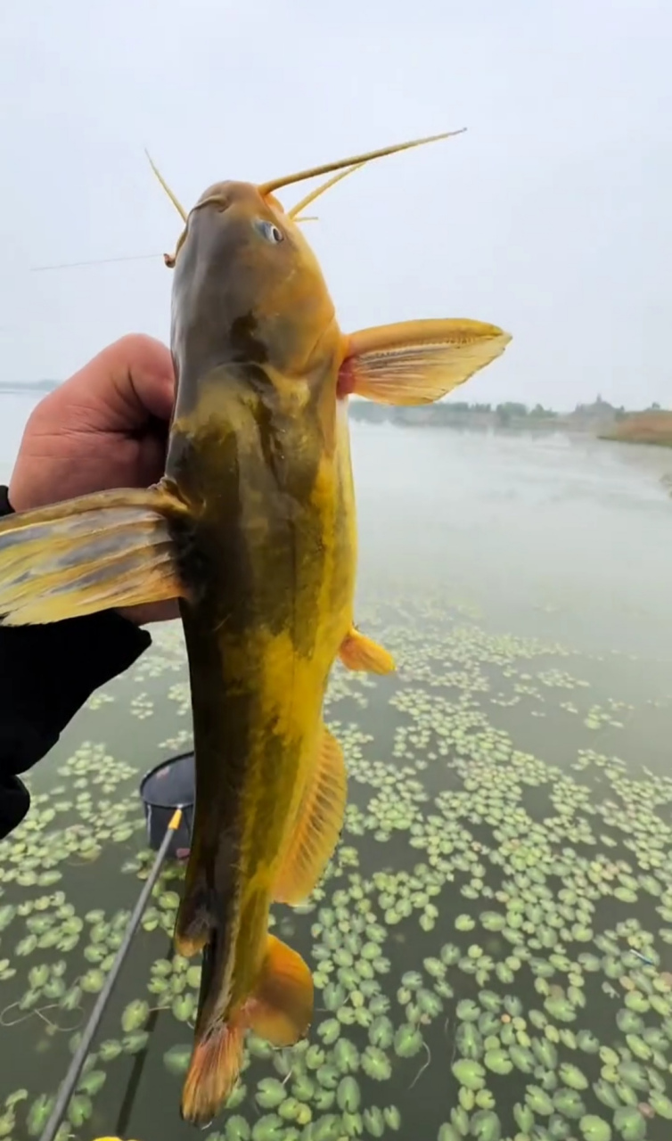 钓到一只超级大黄辣丁,这是真正的黄辣丁吧?