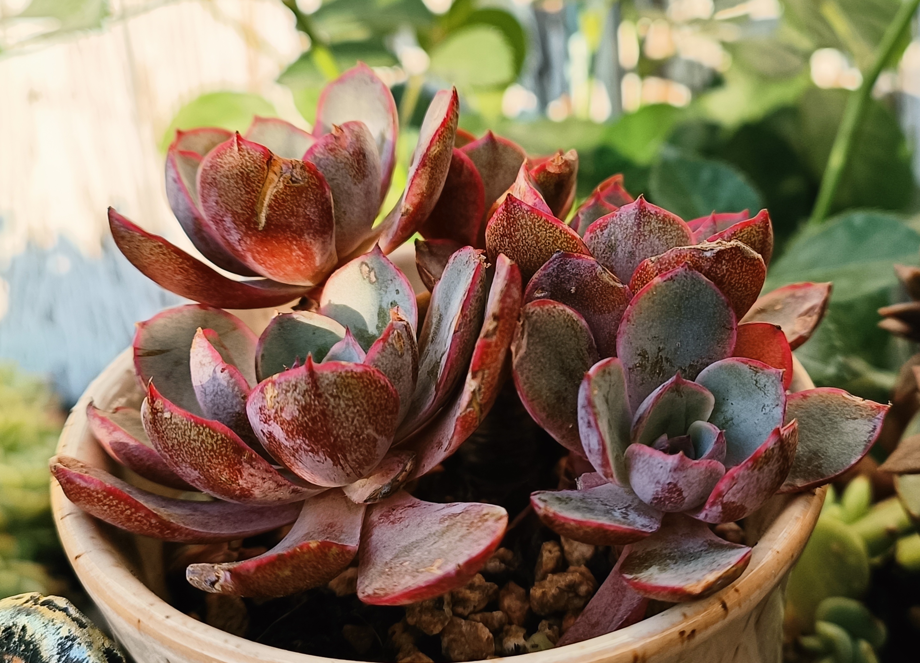 骑士多肉夏天的植物有哪些好看的月季品种耐寒超大多肉不怕高温的多肉