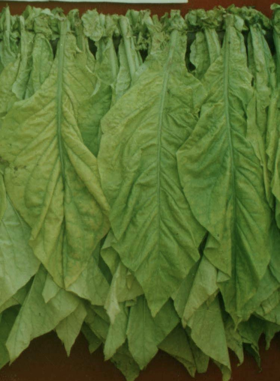 烟叶你看它长的叶子肥大,绿油油的,似乎很嫩,其实它上面是有一层油腻