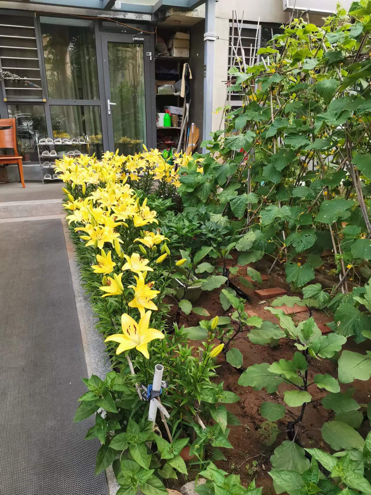 图片欣赏,金黄色的百合花(一)