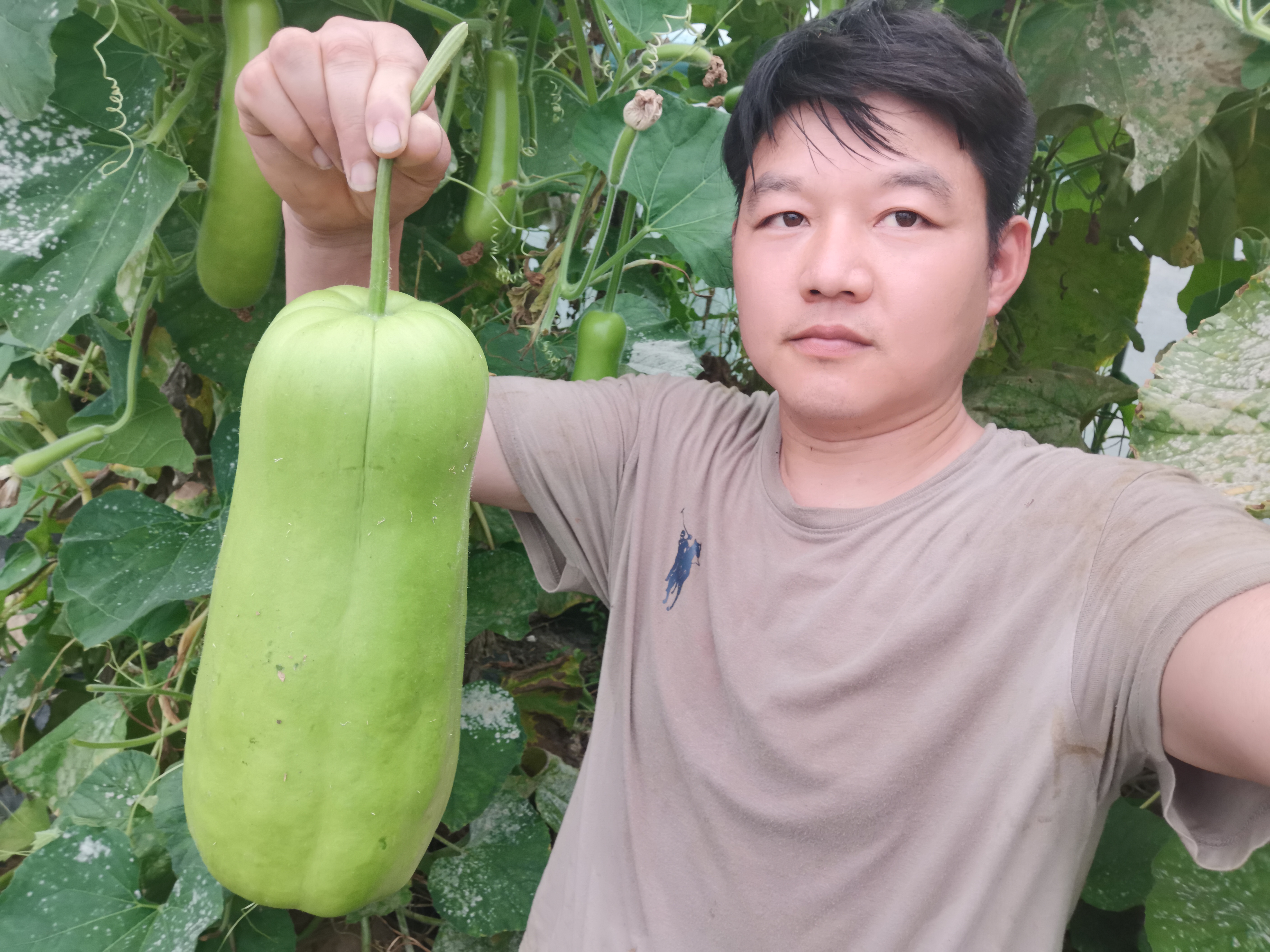 下图依次是瓠瓜,丝瓜,甜瓜(羊角蜜),甜瓜