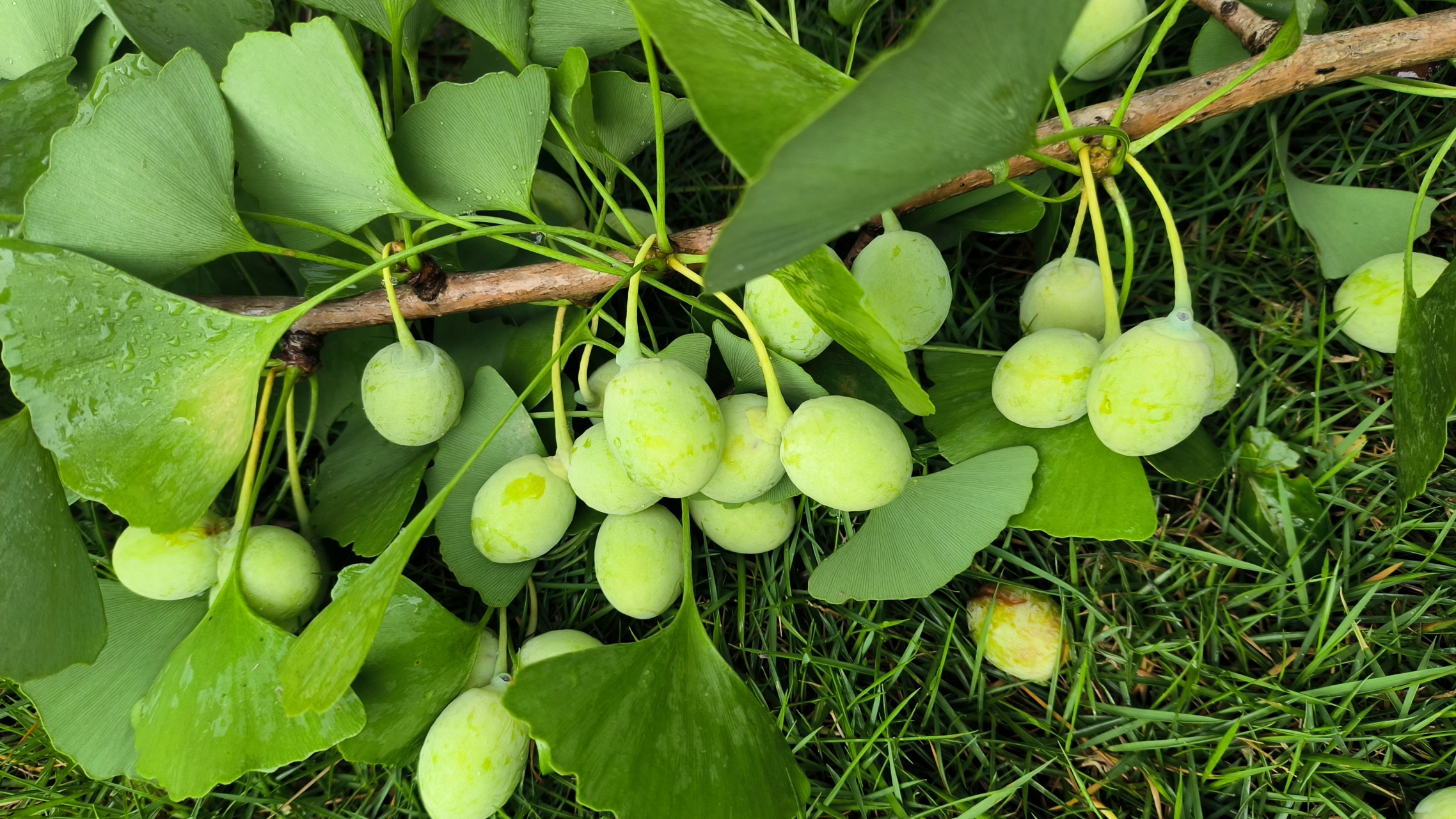 如果银杏的果子可以多吃,那该多好!