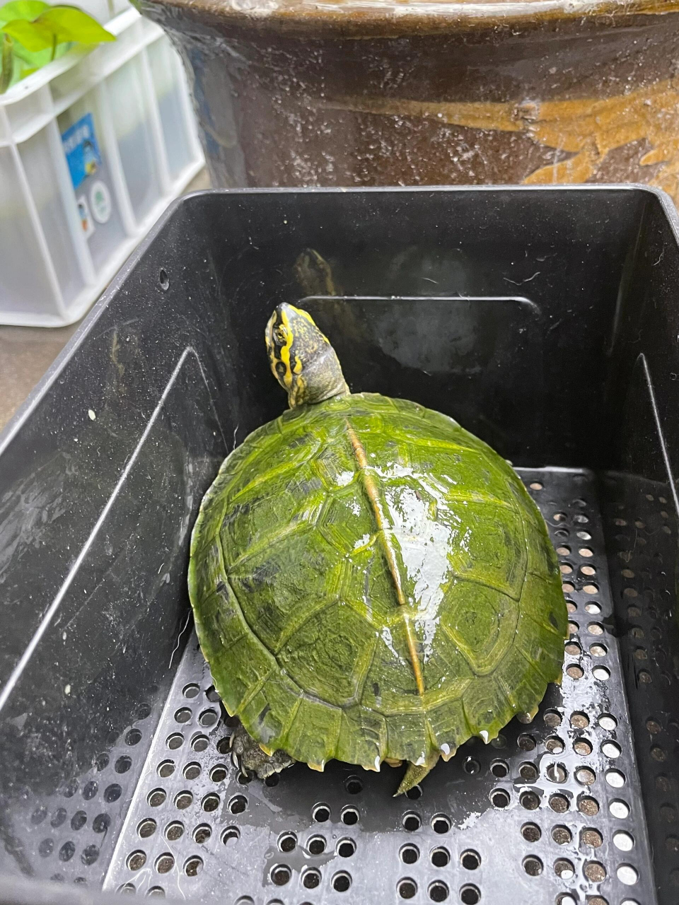 这是什么乌龟,怎么那么绿?
