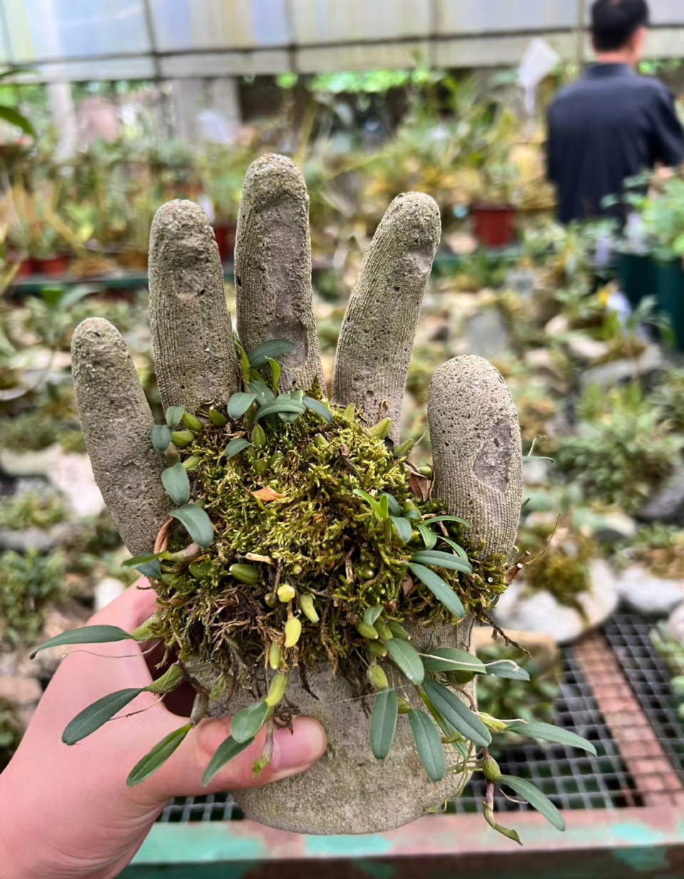 是石头石头做的手开出了植物岩石上长的植物图片生长石头上有哪些植物