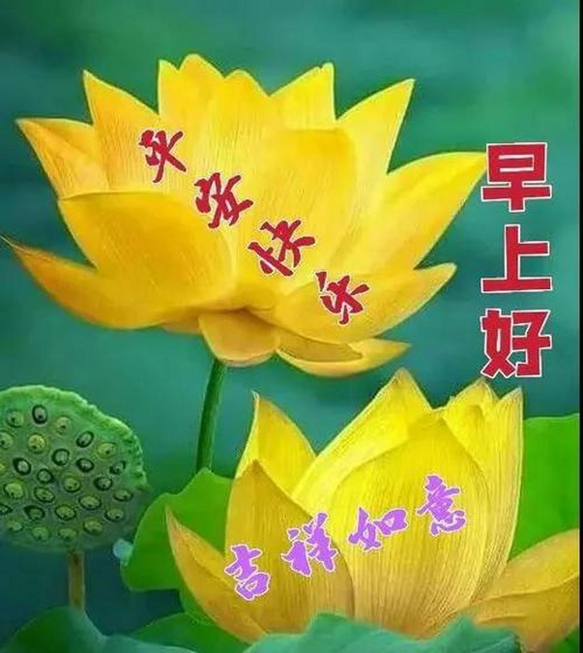 早安吉祥莲花图片图片