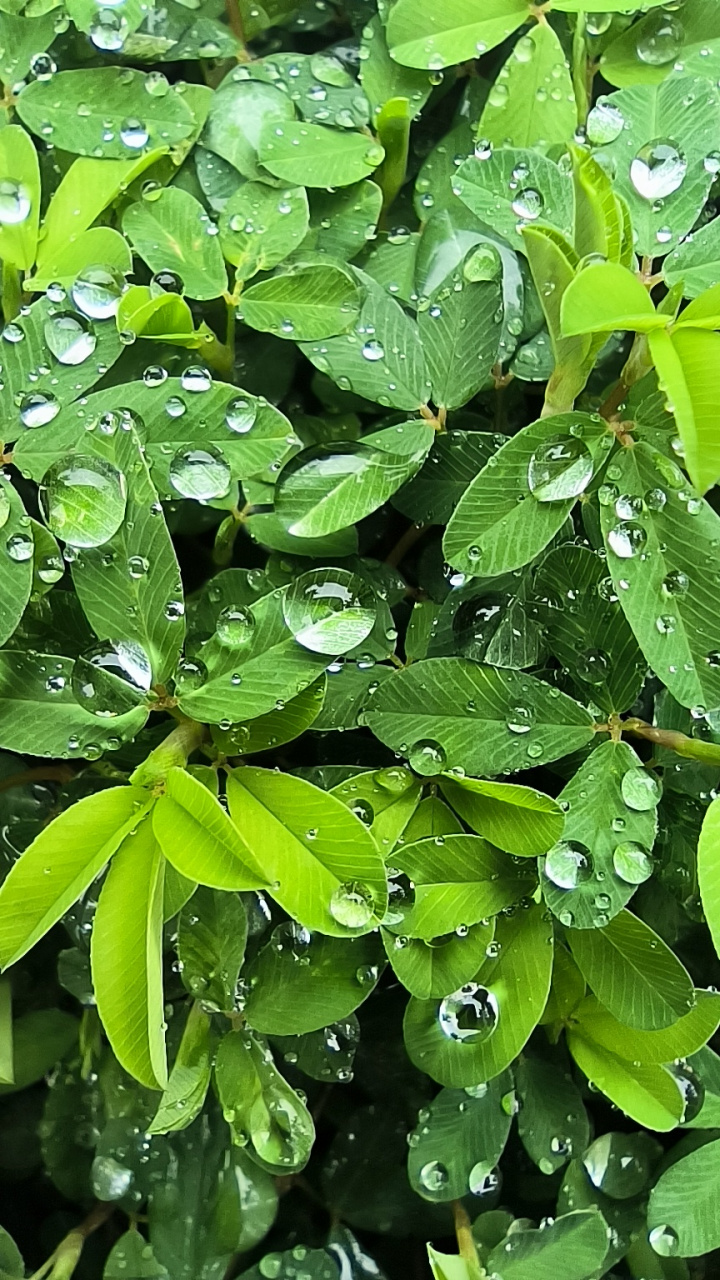 树叶上的露珠水珠图片图片