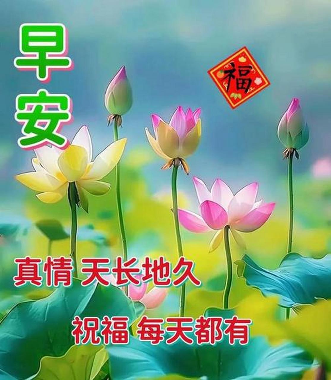 莲花早安图片大全图片