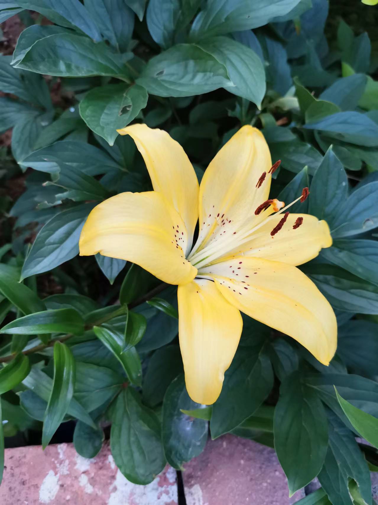 图片欣赏,金黄色的百合花(一)