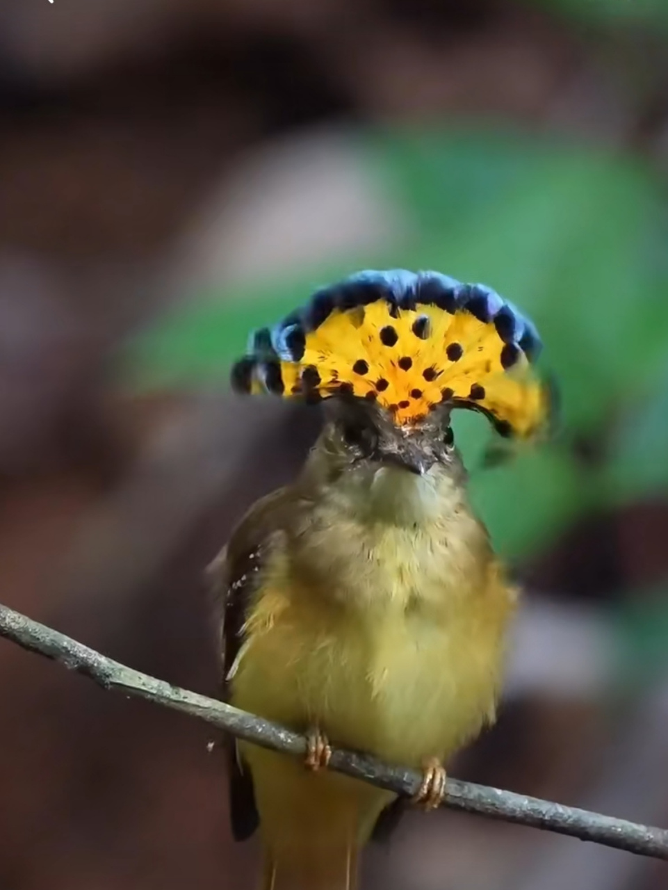 这样会头上开花的鸟儿你见过吗?