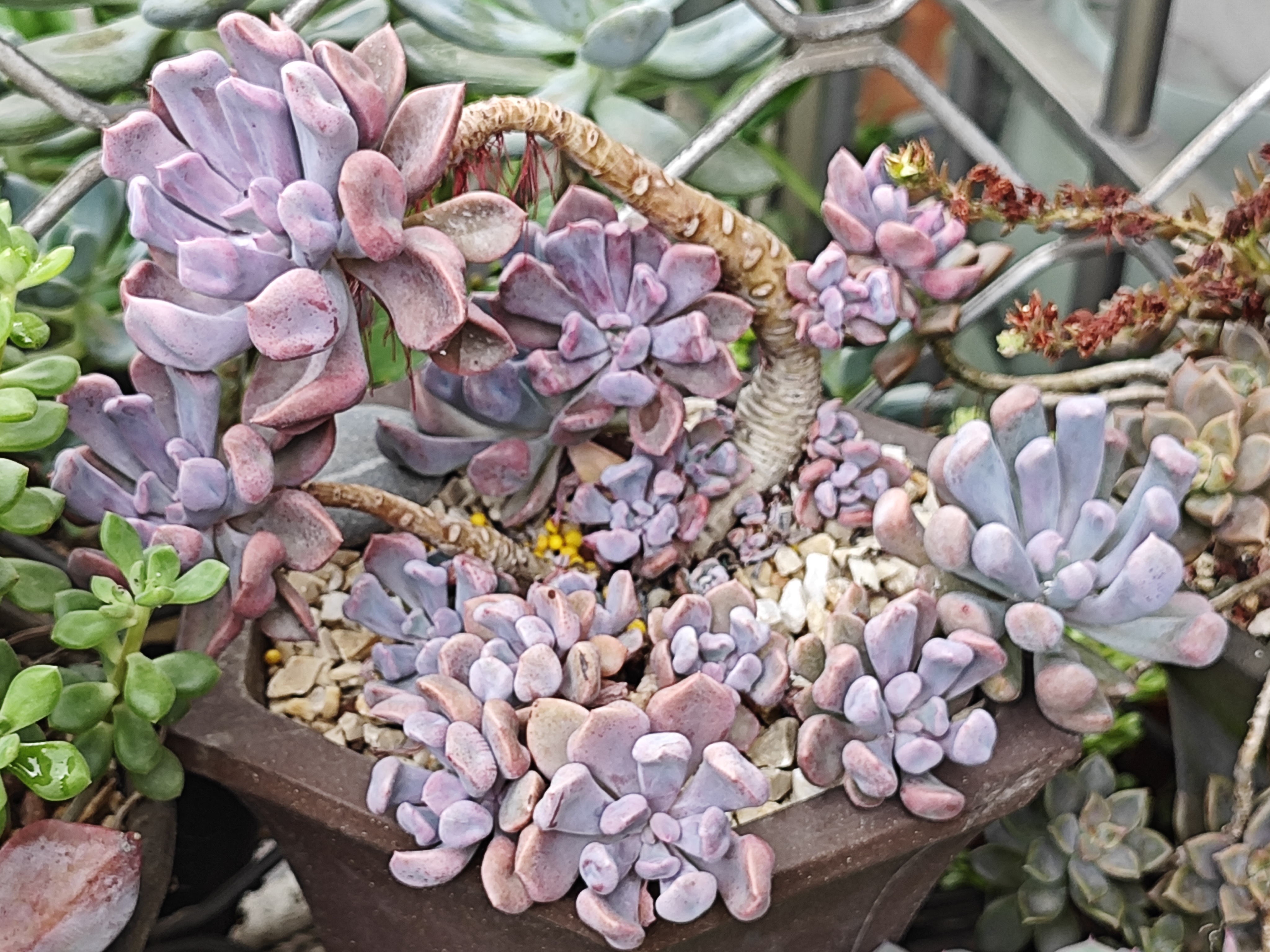 今日分享蓉姐露养的多肉丘比特,可爱玫瑰,林杰安娜,两颗大长腿包菜